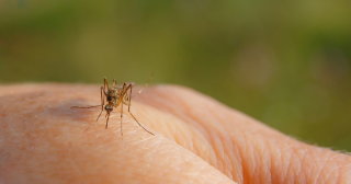 Kleine Ursache, große Wirkung: Mückenstiche richtig behandeln