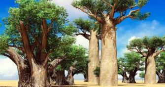 Baumgigant Baobab - Vitaminbombe aus Afrika | apomio Gesundheitsblog