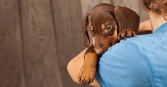 Studie zeigt: Hundehalter leben länger | apomio Gesundheitsblog