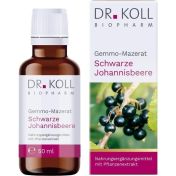 Gemmo-Mazerat schwarze Johannisbeere Dr.Koll Ribes