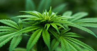 Faktencheck: Medizinal-Cannabis und CBD-Öle | apomio Marketingblog