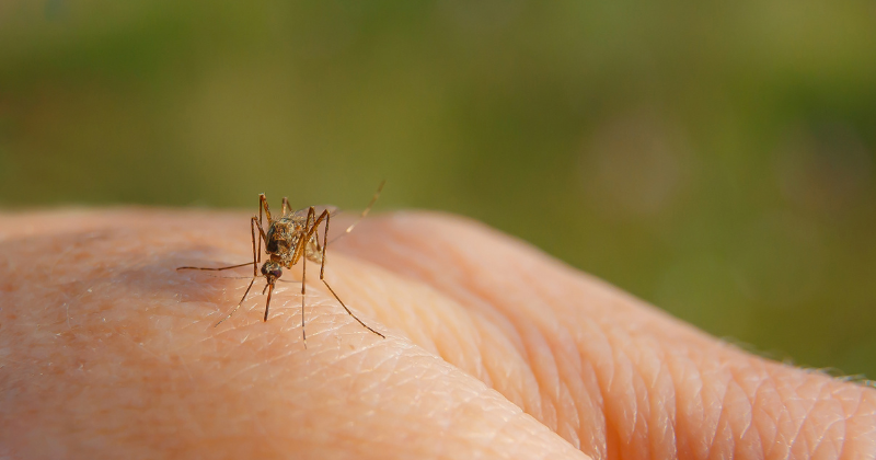 Kleine Ursache, große Wirkung: Mückenstiche richtig behandeln | apomio Gesundheitsblog